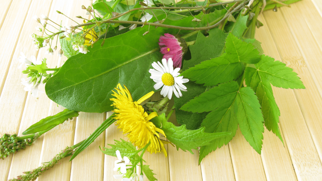 Frühjahrsputz für den Körper? Diese 5 Wildpflanzen unterstützen deine Entgiftung!